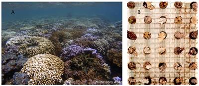 Selecting Heat-Tolerant Corals for Proactive Reef Restoration